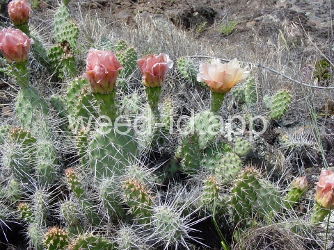 pricklypear, plains